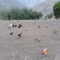 مرغ|حیوانات مزرعه|رودبار, |دیوار