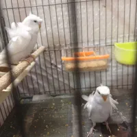 مرغ عشق زیبا|پرنده|قم, زنبیل آباد|دیوار