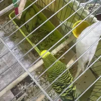 مرغ عشق