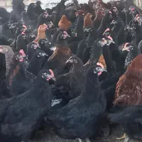 فروش عمده جوجه گلپایگانی،مرغ خروس تاقچه مشکی جهادی