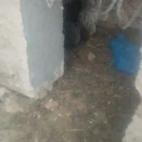 جوجه