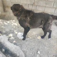 فروش فوری|سگ|شمیل, |دیوار