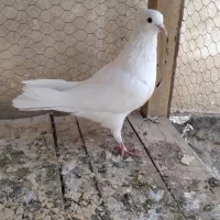 کبوتر