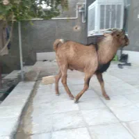 چپش و گیسه های عرب و الپاین فروشی در شهربابک