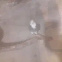 کبوتر|پرنده|نهاوند, |دیوار