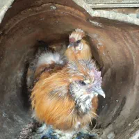 ۳عدد خروس ابریشمی اصل جوان ۱ساله