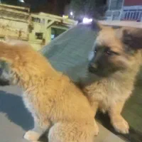 سگ نژاد شیوا|سگ|مشهد, شهید قربانی|دیوار