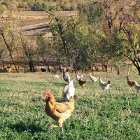 مرغ و خروس محلی|حیوانات مزرعه|بانه, |دیوار