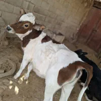 گوساله ماده کور هست