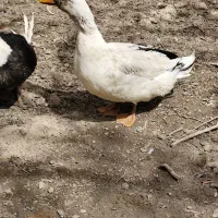 اردک ارگانیک