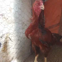 خروس لاری