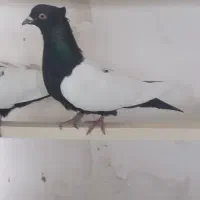 کبوتر سینه دم سیاه ماده