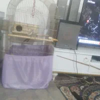 ی جفت عروس هلندی مولد دستی مولد با ۳تا جوجه|پرنده|پاکدشت, پاکدشت (مامازند)|دیوار