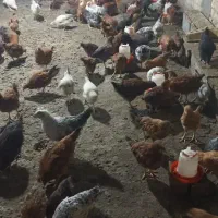 جوجه مرغ محلی