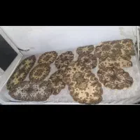 درحدنو|فرش|شیراز, منطقه هوایی شهید دوران|دیوار