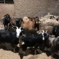 میش و بره جوان|حیوانات مزرعه|قرچک, ولی آباد|دیوار