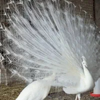 طاووس زینتی|پرنده|کرج, کمال‌شهر|دیوار