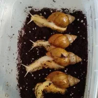 حلزون اچاتینا البینو