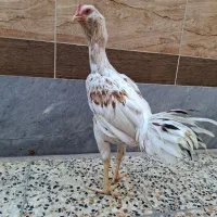 مرغ و خروس لاری