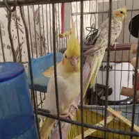 یک جفت عروس هلندی نرو ماده کار داده جفتش هم دستی