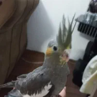 جوجه عروس هلندی