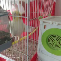 طوطی ملنگو دستی سخنگو|پرنده|بیرجند, |دیوار