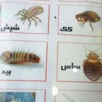 سمپاشی تخصصی ساس سوسک