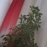 همخونه