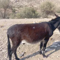 خر بخت نر|حیوانات مزرعه|فیروزآباد (لرستان), |دیوار