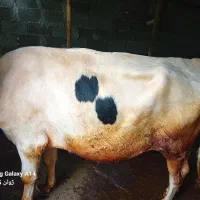 فروش ورزای هولیشتاین