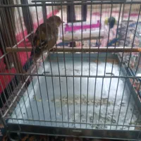 سهره قناری سرخ ۳سال