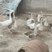 غوغاز