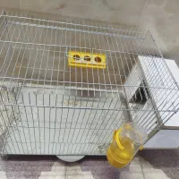 کوتوله برزیلی قیمت 800تومان|پرنده|جهرم, |دیوار