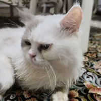 واگذاری رایگان