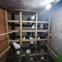 کبوتر|پرنده|رشت, اسماعیل آباد|دیوار