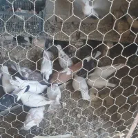 کبوتر شهرستانی|پرنده|چاپشلو, |دیوار