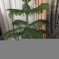 گل کاج مطبق|گل و گیاه طبیعی|مرند, |دیوار