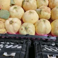 به اصفهان کیلو 20|خوردنی و آشامیدنی|شیراز, شهرک نیروی انتظامی|دیوار