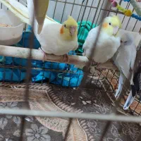 عروس هلندی|پرنده|بندر امام خمینی, |دیوار