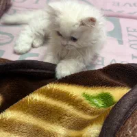 گربه اسکاتیش پرشین