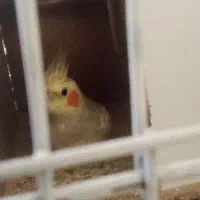 عروس هلندی ماده