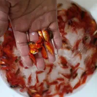 ماهی قرمز  سفره هفت سین|ماهی|بیرجند, |دیوار