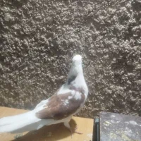 تعدادی جوجه سالم واکسن خورده