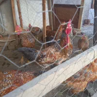 خروس|حیوانات مزرعه|میاندوآب, |دیوار