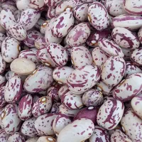 لوبیا چیتی ونخود|خوردنی و آشامیدنی|محمدیه-قزوین, |دیوار