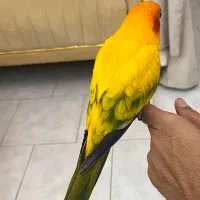 طوطی خورشیدی سانکانور فول رام دستی سخنگو