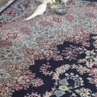 پرنده|پرنده|هشتگرد, خور|دیوار