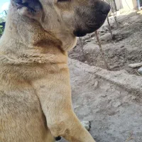 سگ گله