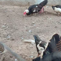 قوغاز و اردک اسراییلی
