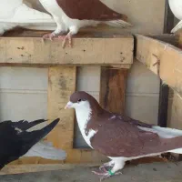 سیاهپوش|پرنده|محمدیه-قزوین, |دیوار